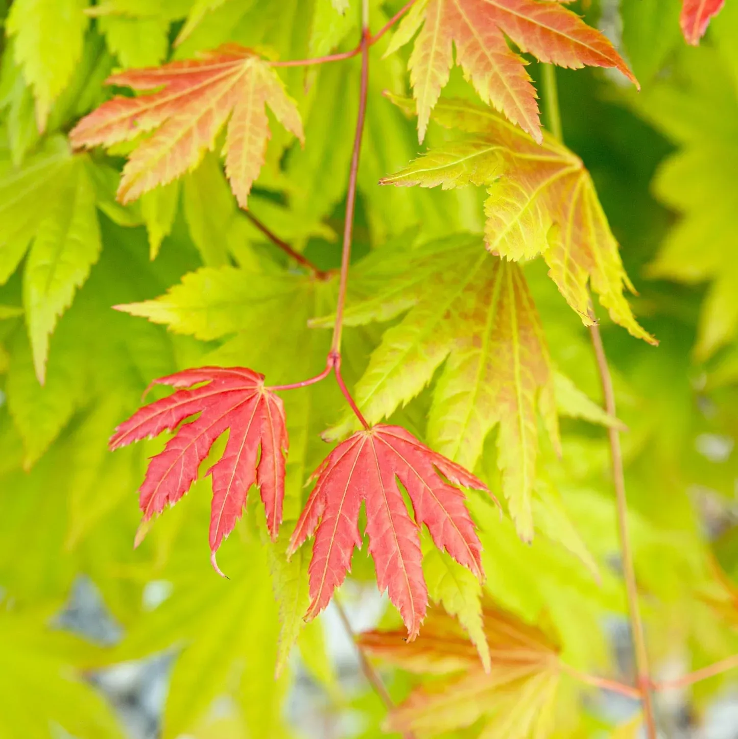 Acer Shirasawanum Moonrise, Acero Giapponese Palmato - vaso Ø19 cm