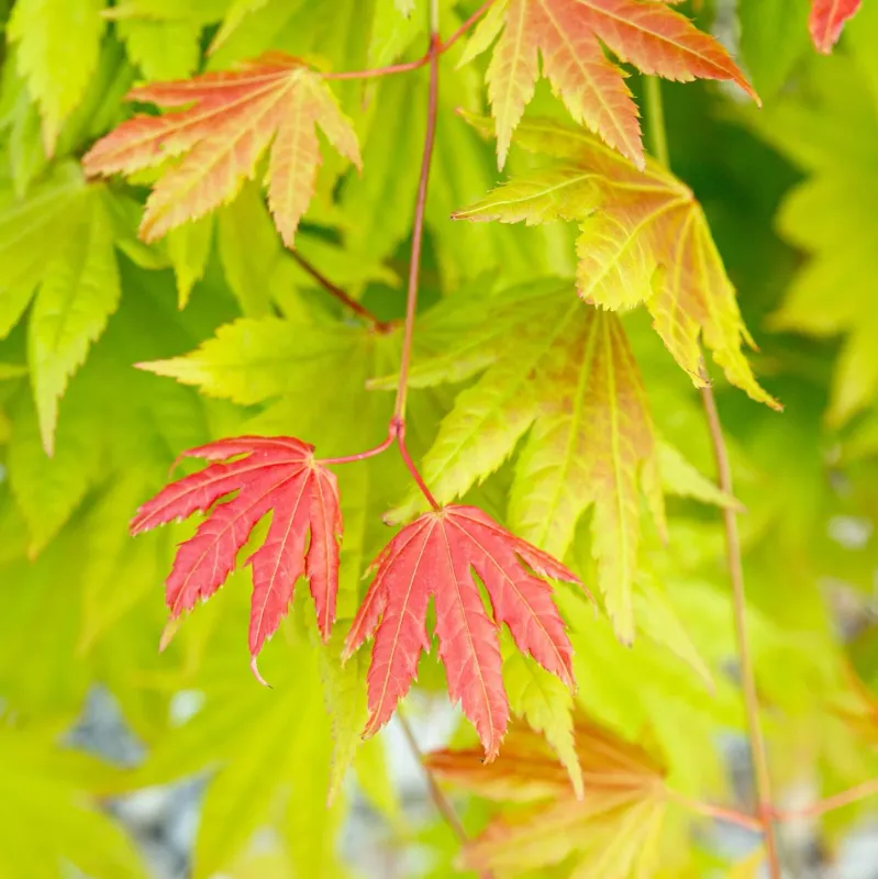 Acer Shirasawanum Moonrise, Acero Giapponese Palmato - vaso Ø19 cm