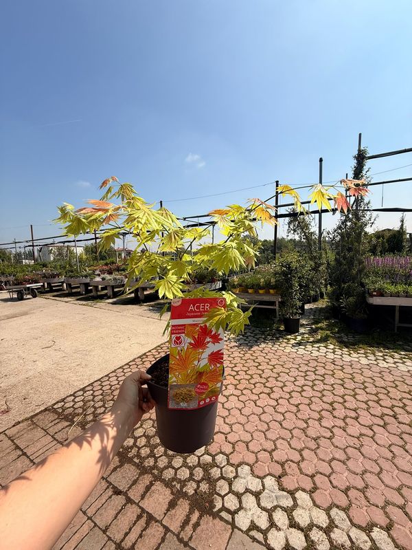 Acer Shirasawanum Moonrise, Acero Giapponese Palmato - vaso Ø19 cm