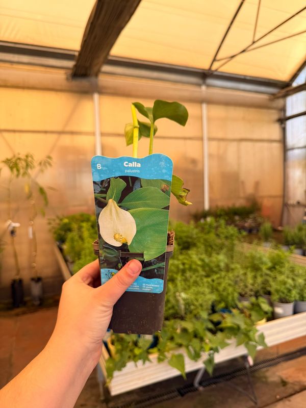 Calla palustris, calla d'acqua - vaso Ø9 cm