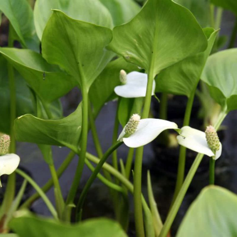 Calla palustris, calla d'acqua - vaso Ø9 cm