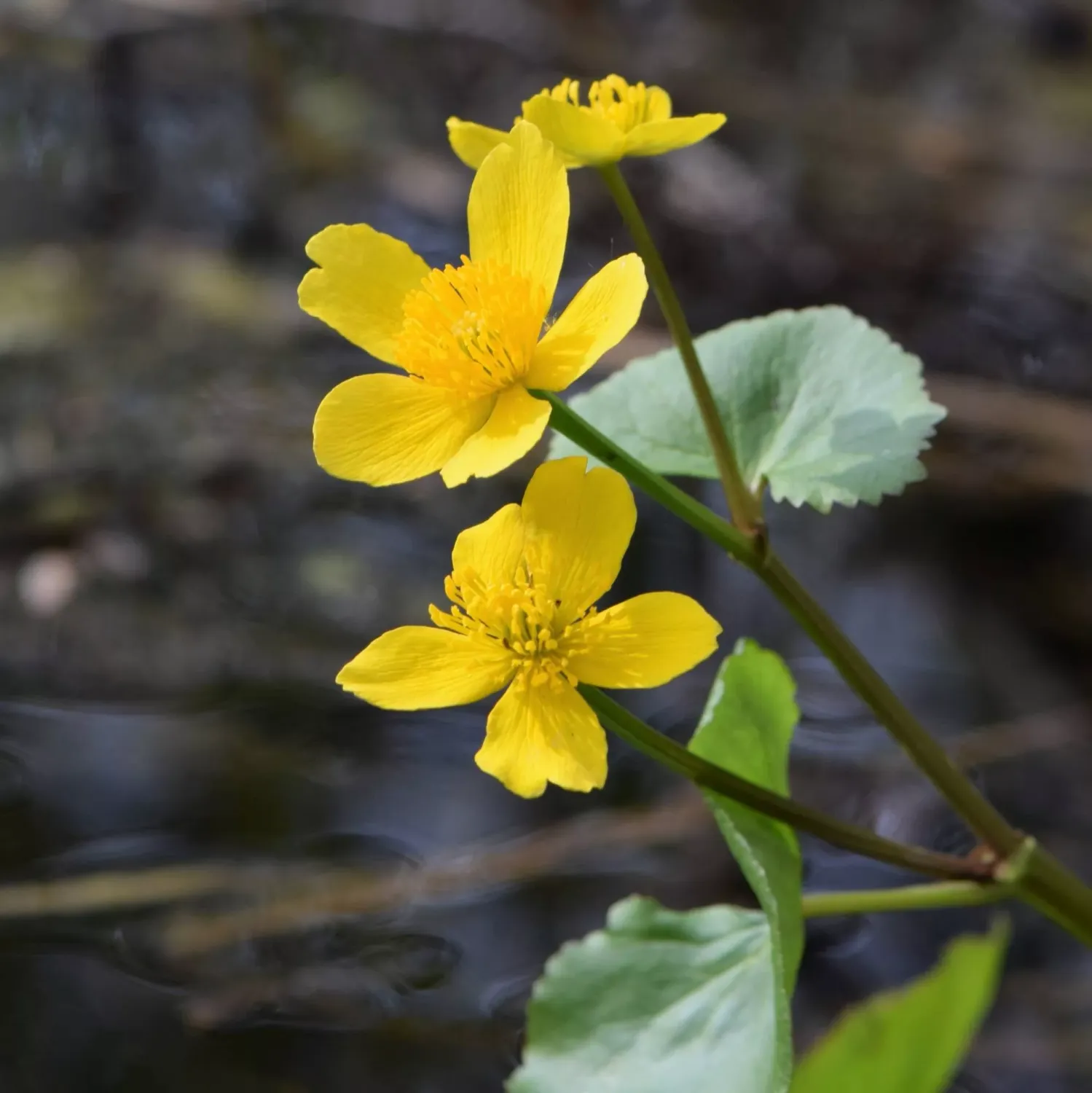 Caltha palustris - vaso Ø9 cm