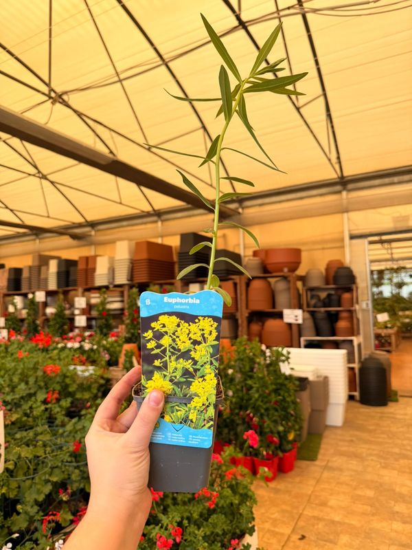 Euphorbia palustris, Euforbia palustre - vaso Ø9 cm