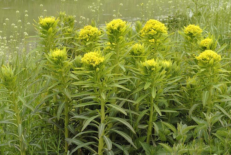 Euphorbia palustris, Euforbia palustre - vaso Ø9 cm