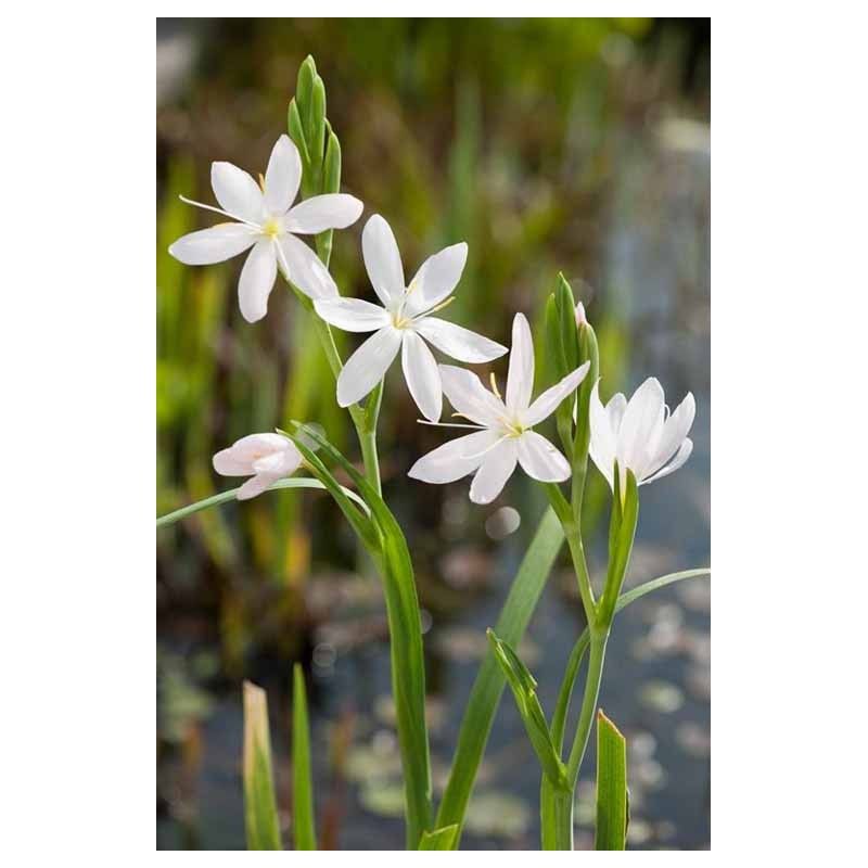 Schizostylis coccinea alba, Hesperantha coccinea - vaso Ø9 cm