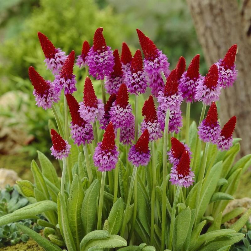 Primula vialii - vaso Ø9 cm