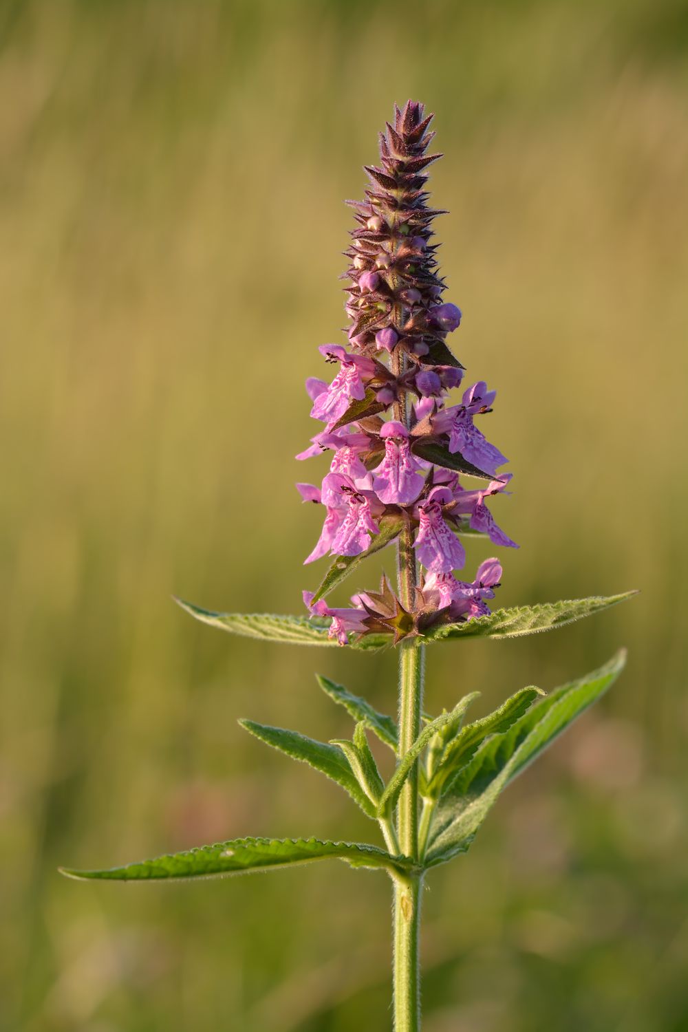 Stachys palustris - vaso Ø9 cm