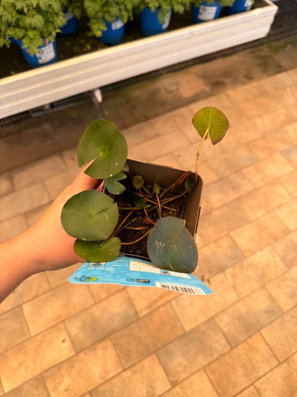 Nymphaea 'Attraction', Ninfea - vaso 11 cm