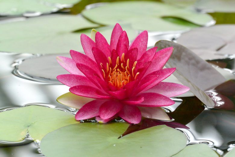 Nymphaea 'Attraction', Ninfea - vaso 11 cm