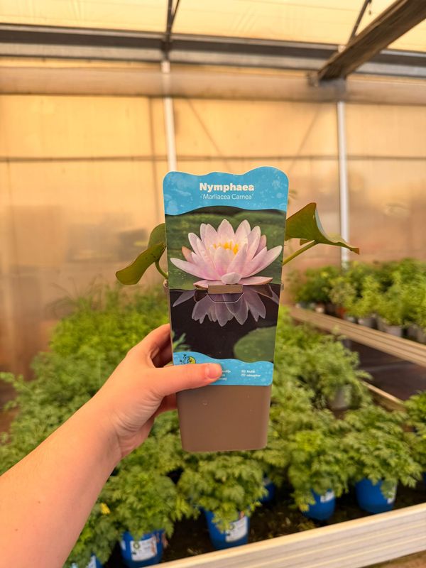Nymphaea 'Marilacea Carnea', Ninfea - vaso 11 cm