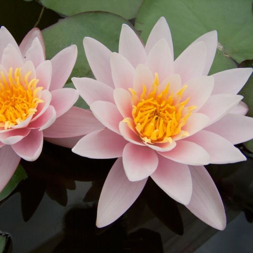Nymphaea 'Marilacea Carnea', Ninfea - vaso 11 cm