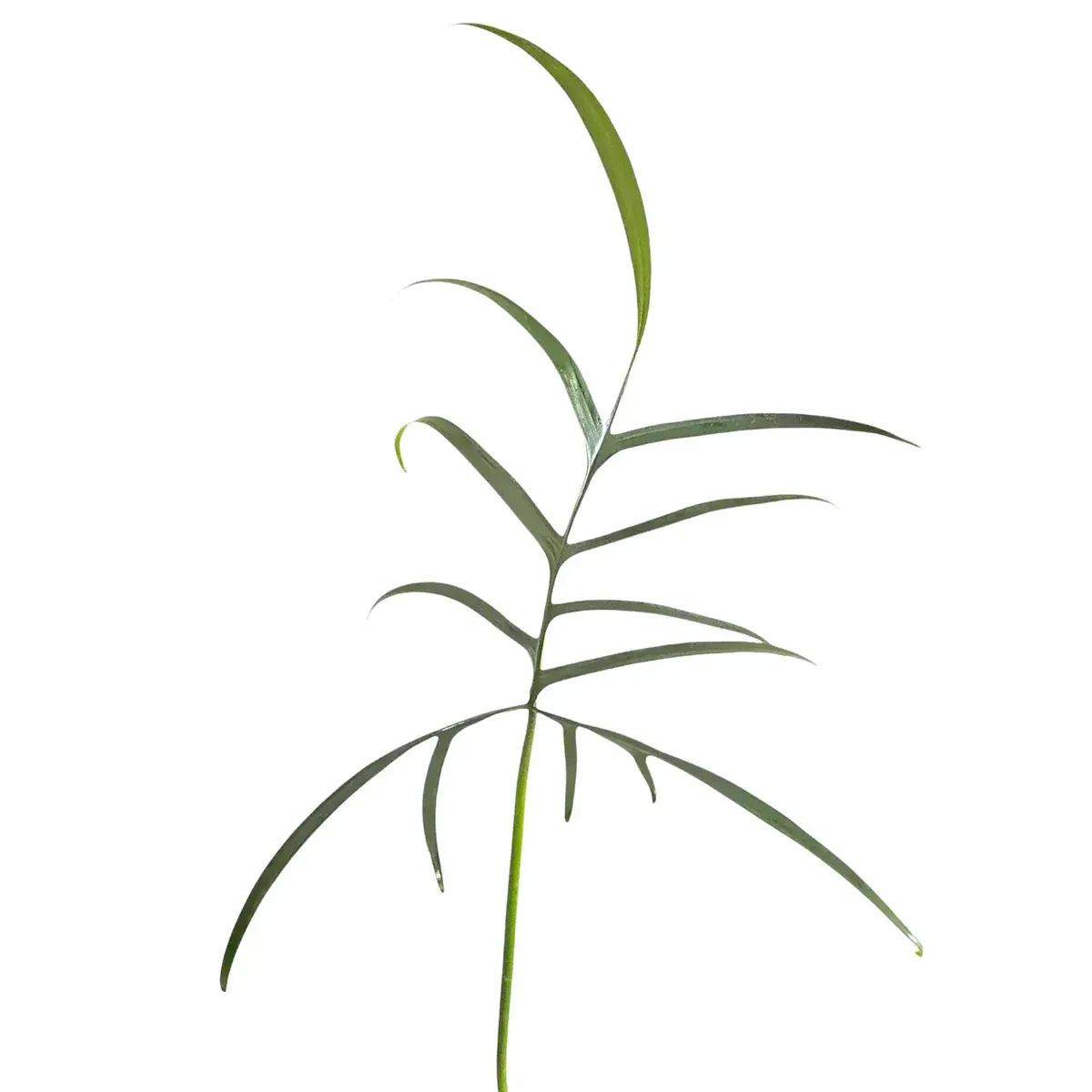 Philodendron Polypodioides, Filodendro - vaso Ø14 cm