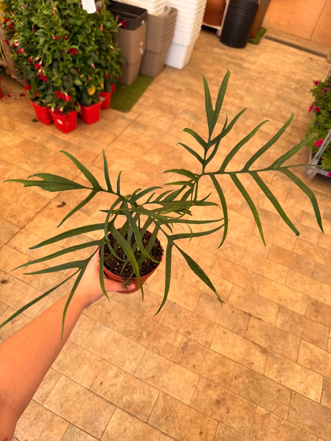 Philodendron Polypodioides, Filodendro - vaso Ø14 cm