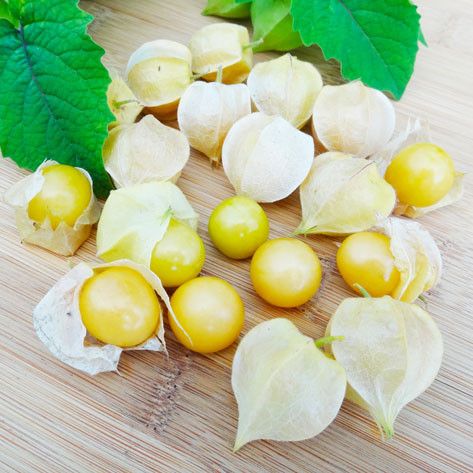 Physalis pruinosa - Tomatillo dolce, Ciliegia del suolo - Alchechengio - Alkekengi - vaso Ø13 cm