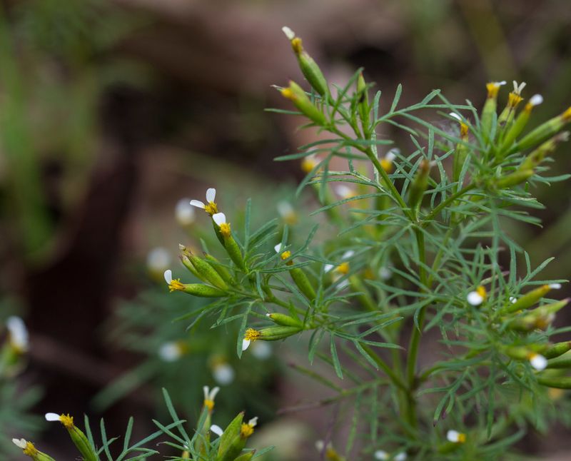 Finocchietto dolce messicano, Anice messicano - Tagetes filifolia - v14