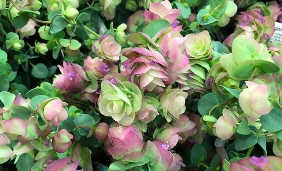 Origano, Origanum vulgare 'Kirigami' - vaso Ø14 cm