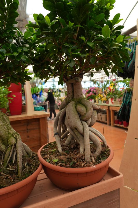Bonsai Ficus Ginseng, Ficus microcarpa - ciotola Ø40 cm
