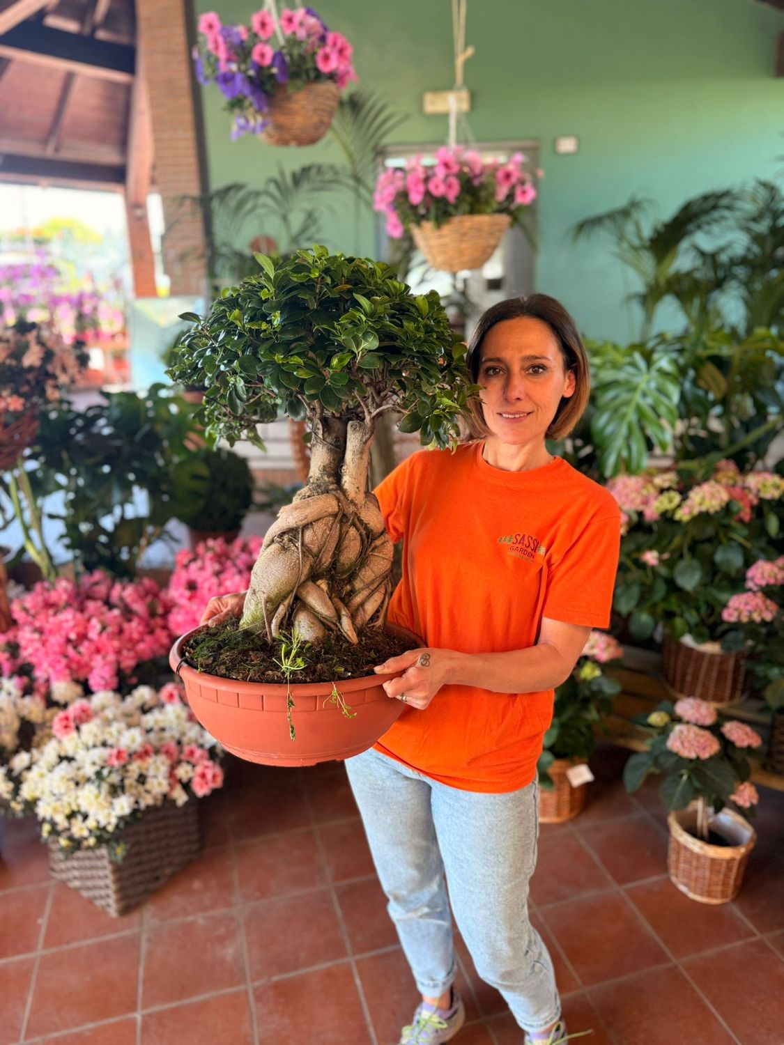 Bonsai Ficus Ginseng, Ficus microcarpa - ciotola Ø40 cm