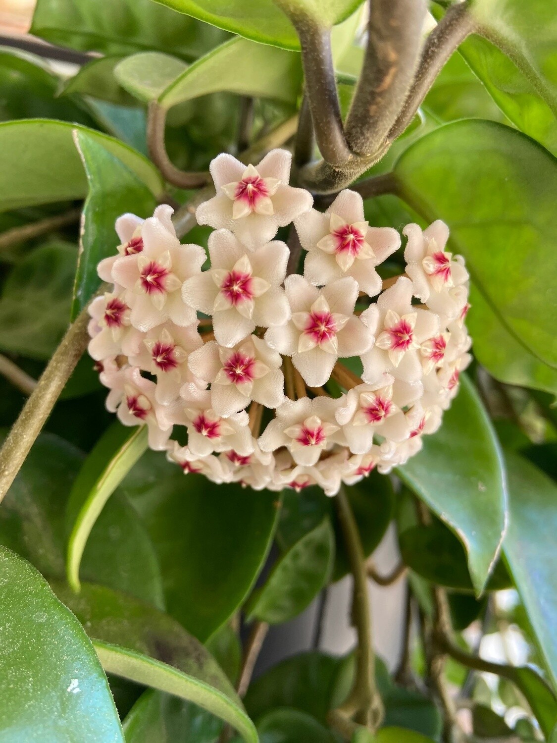 Hoya Carnosa 'Krinkle 8', Fiore di Cera - vaso Ø6 cm