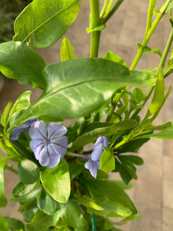 Plumbago auriculata, Capensis, Gelsomino blu - vaso Ø17 cm, Piramide h 80cm