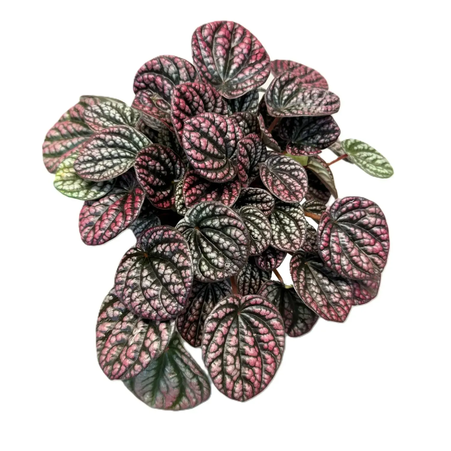 Peperomia Lucinda - vaso Ø12 cm