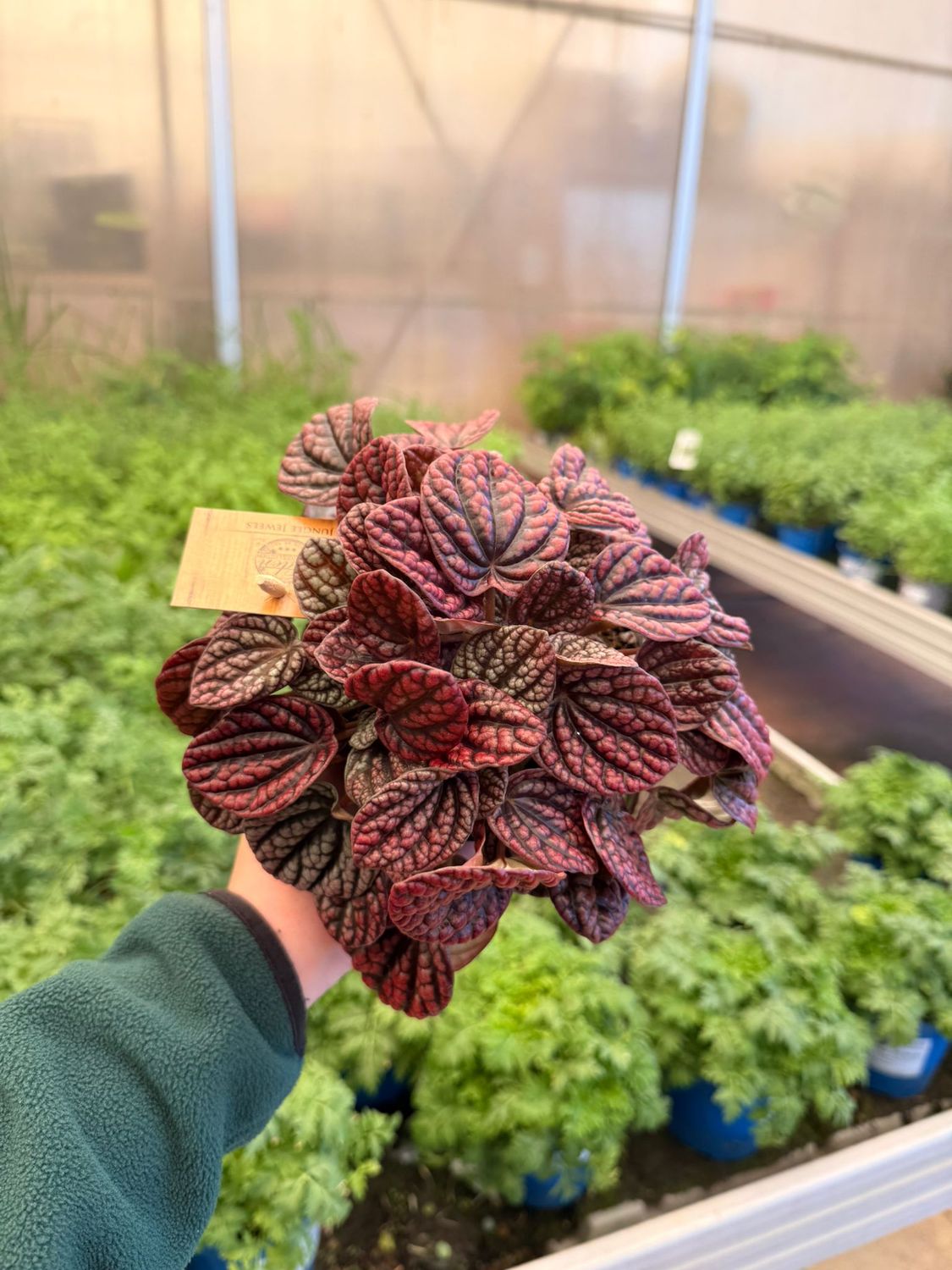 Peperomia Lucinda - vaso Ø12 cm