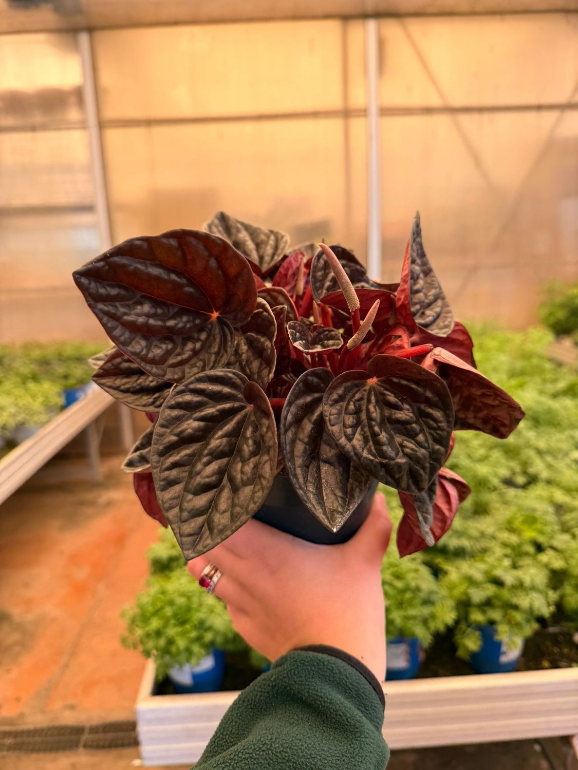Peperomia Rojo Gonga - vaso Ø15 cm