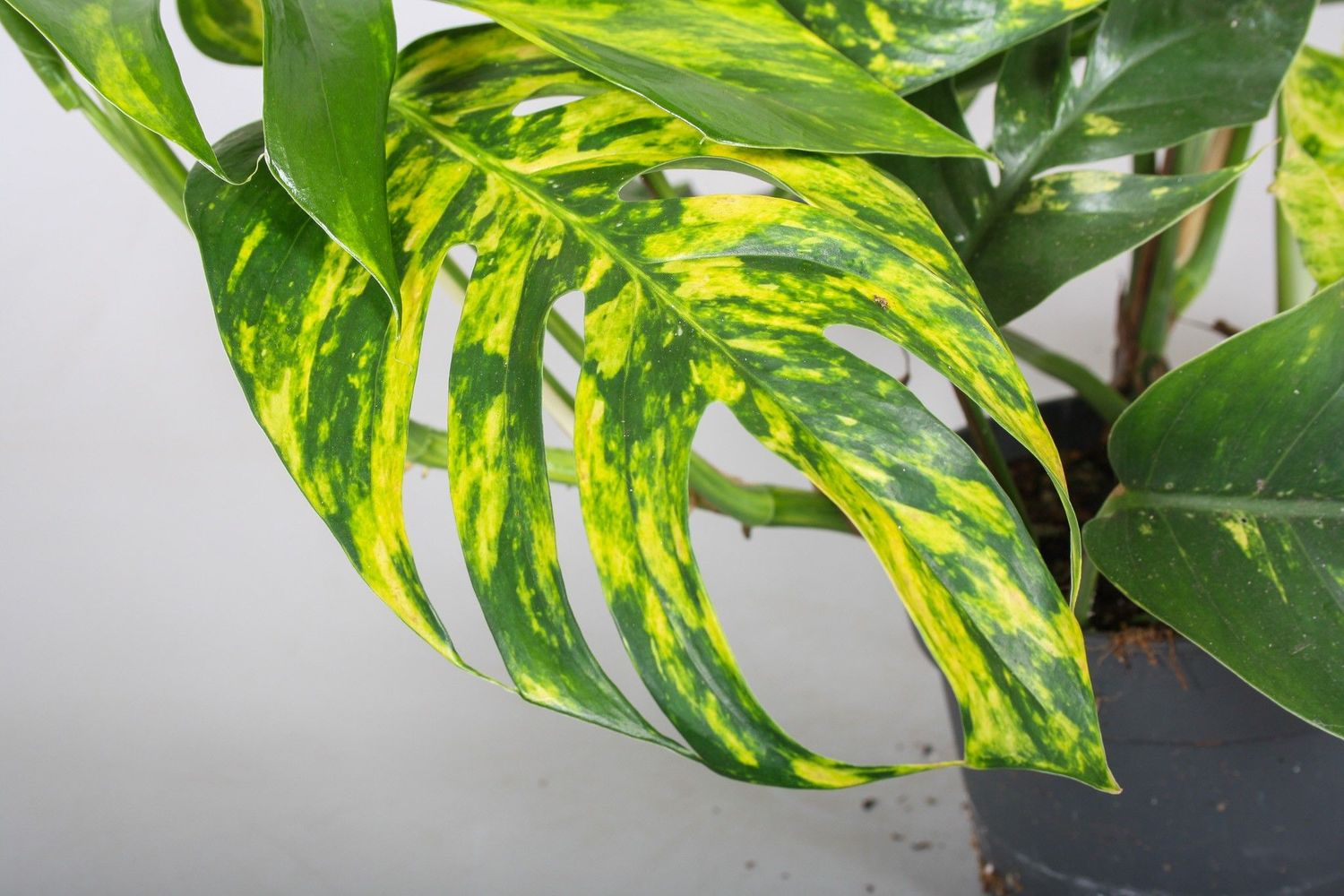 Epipremnum aureum 'Gold Finger', Potos, Pothos, Photus, pianta del diavolo - vaso Ø17 cm