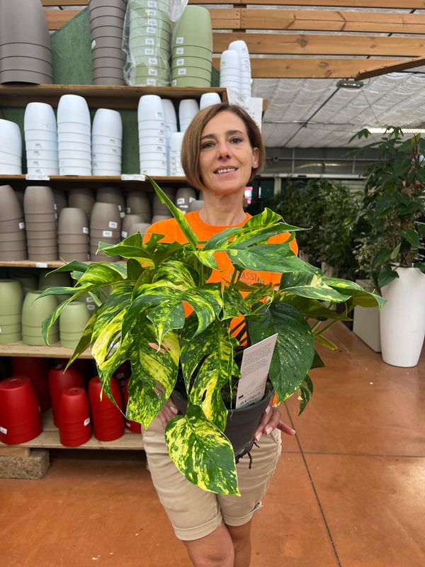 Epipremnum aureum 'Gold Finger', Potos, Pothos, Photus, pianta del diavolo - vaso Ø17 cm