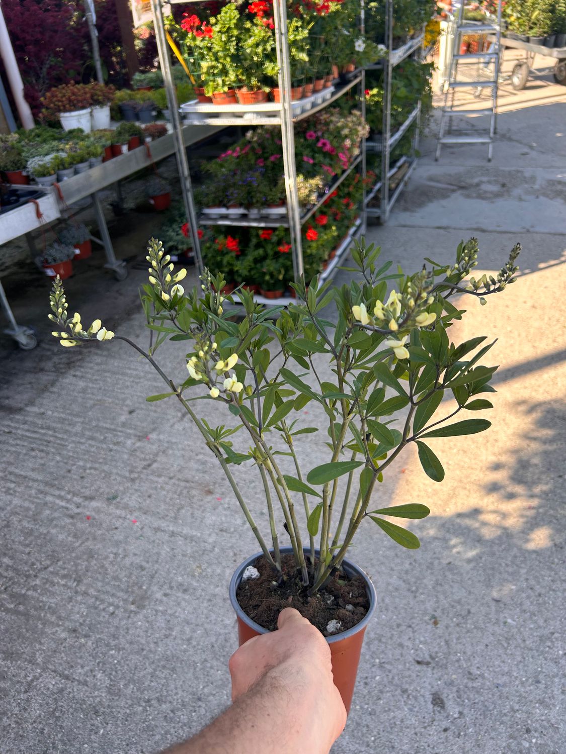 Baptisia ‘Decadence® Vanilla Cream’ - vaso Ø17 cm