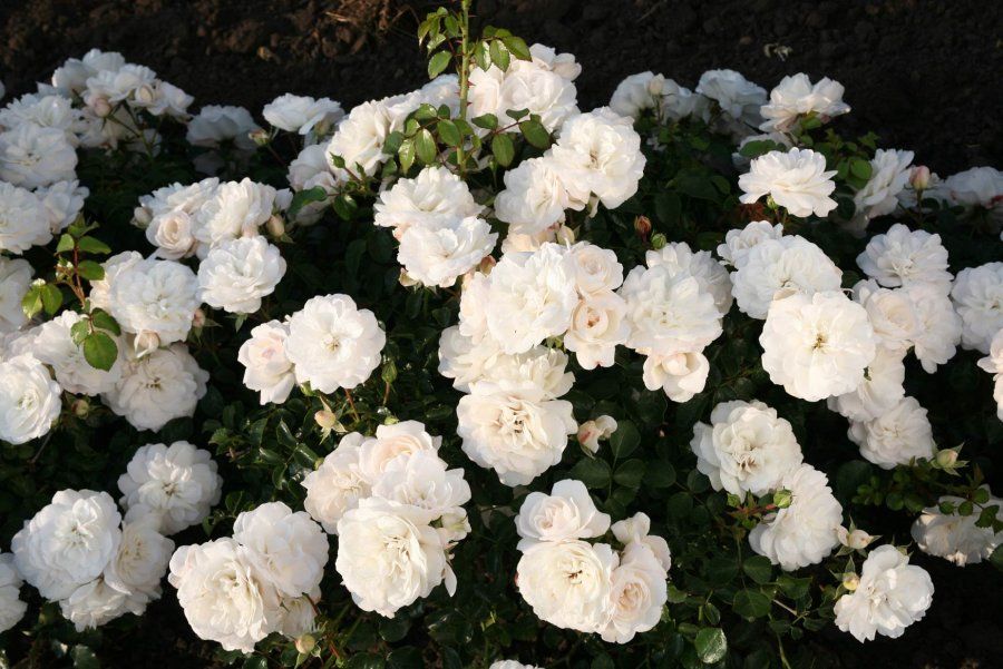 Rosa Rose, Paesaggistiche,  Rosa 'Saphir' - Vaso 3 litri