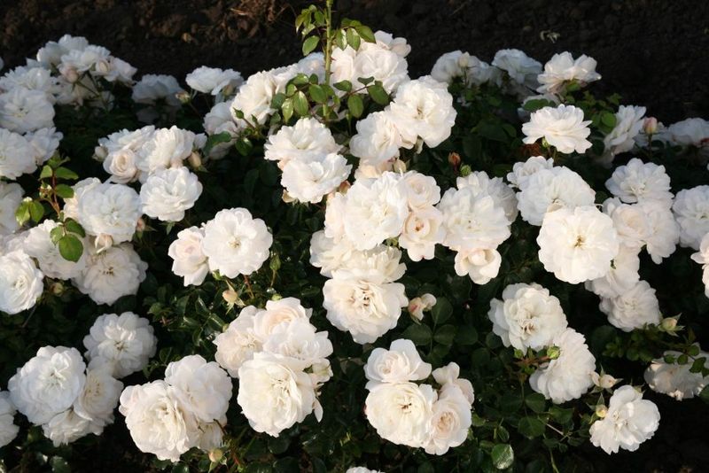 Rosa Rose, Paesaggistiche, Rosa 'Saphir' - Vaso 3 litri Rosa Rose, Paesaggistiche, Rosa 'Saphir' - Vaso 3 litri