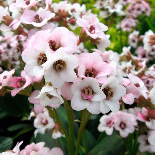 Bergenia ‘Dragonfly Angel Kiss’  - vaso Ø18 cm
