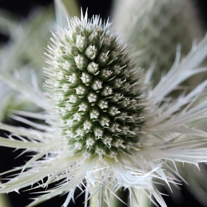 Eryngium hybridum 'Magical white lagoon' - vaso Ø17 cm