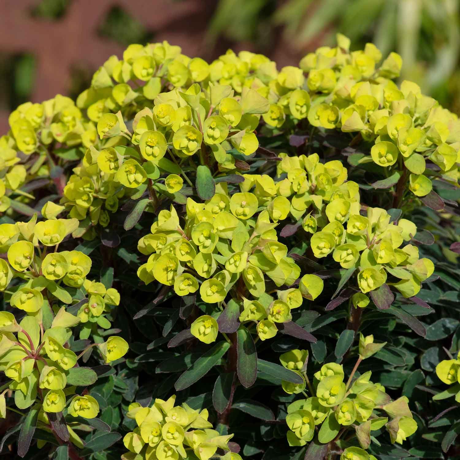 Euphorbia ‘Ascot Petite’, Euforbia delle balze - vaso Ø17 cm
