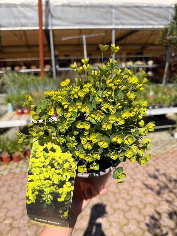 Euphorbia ‘Ascot Petite’, Euforbia delle balze - vaso Ø17 cm