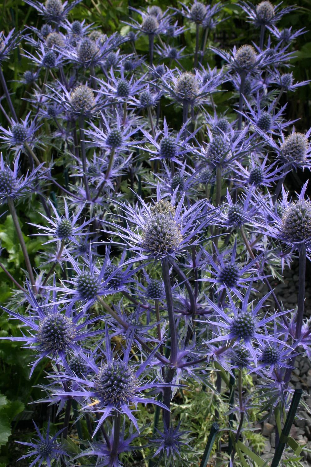 Eryngium hybridum 'Lapin Blue' - vaso Ø17 cm
