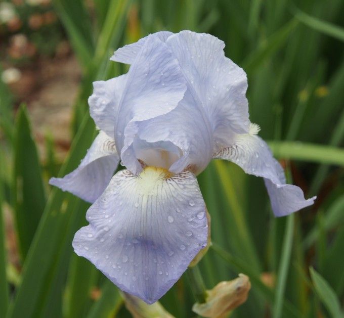 Iris Germanica 'English Cottage' - vaso Ø17 cm