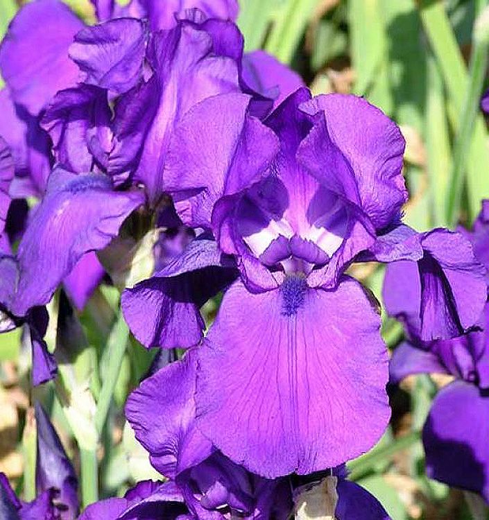 Iris Germanica 'Matinata viola' - vaso Ø17 cm