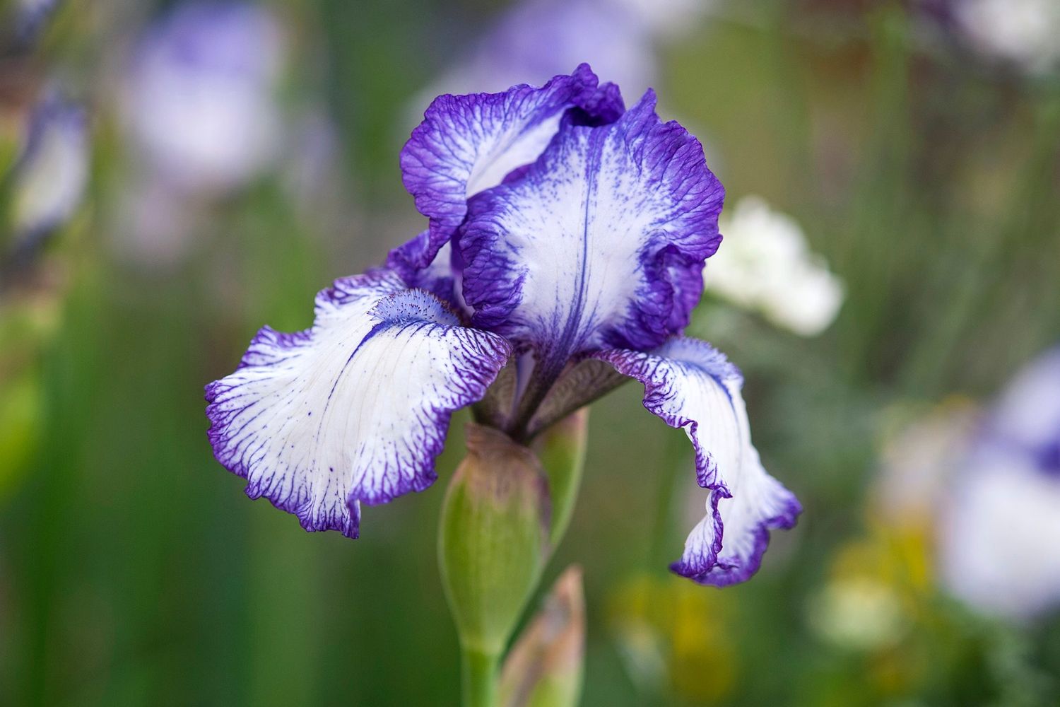 Iris Germanica 'Bold print' - vaso Ø17 cm