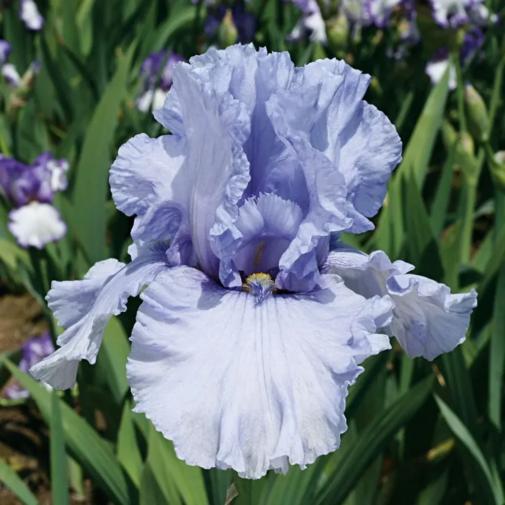 Iris Germanica 'Sea Double' - vaso Ø17 cm