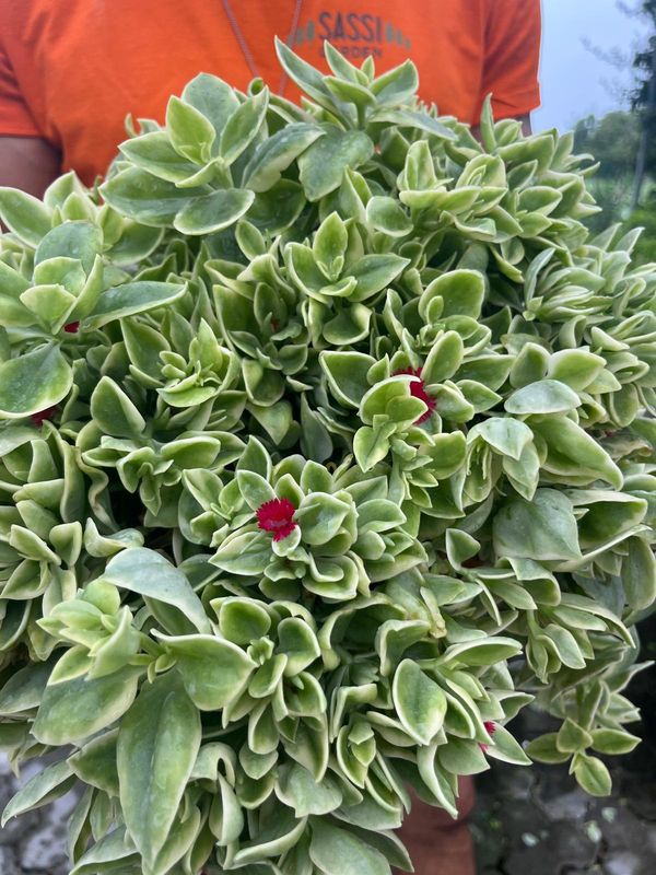 Aptenia cordifolia, foglia Variegata - vaso Ø25 cm