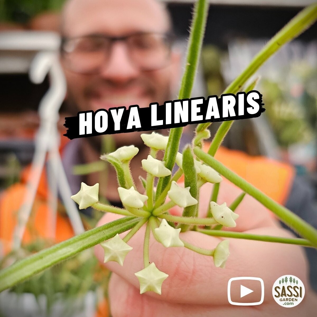 Hoya Linearis, Fiore di Cera - basket Ø12 cm (senza peduncoli)
