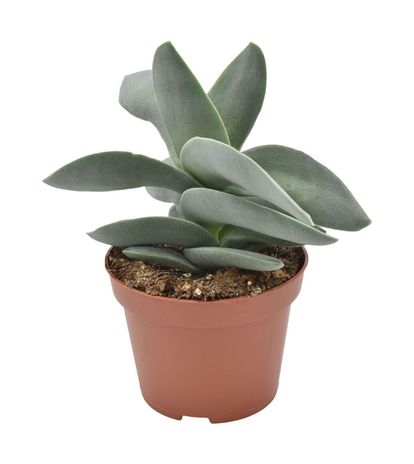 Crassula 'Boomerang' - vaso  Ø 5,5 cm