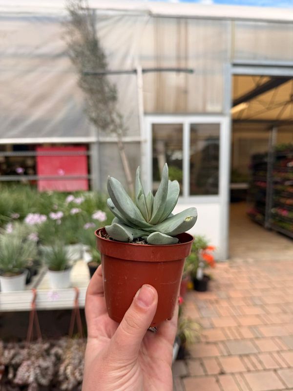 Crassula 'Boomerang' - vaso  Ø 5,5 cm