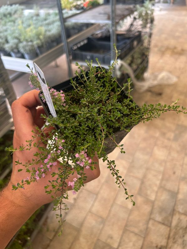 Timo serpentillo, Timo serpillo 'Magic Carpet', Thymus - vaso Ø11 cm