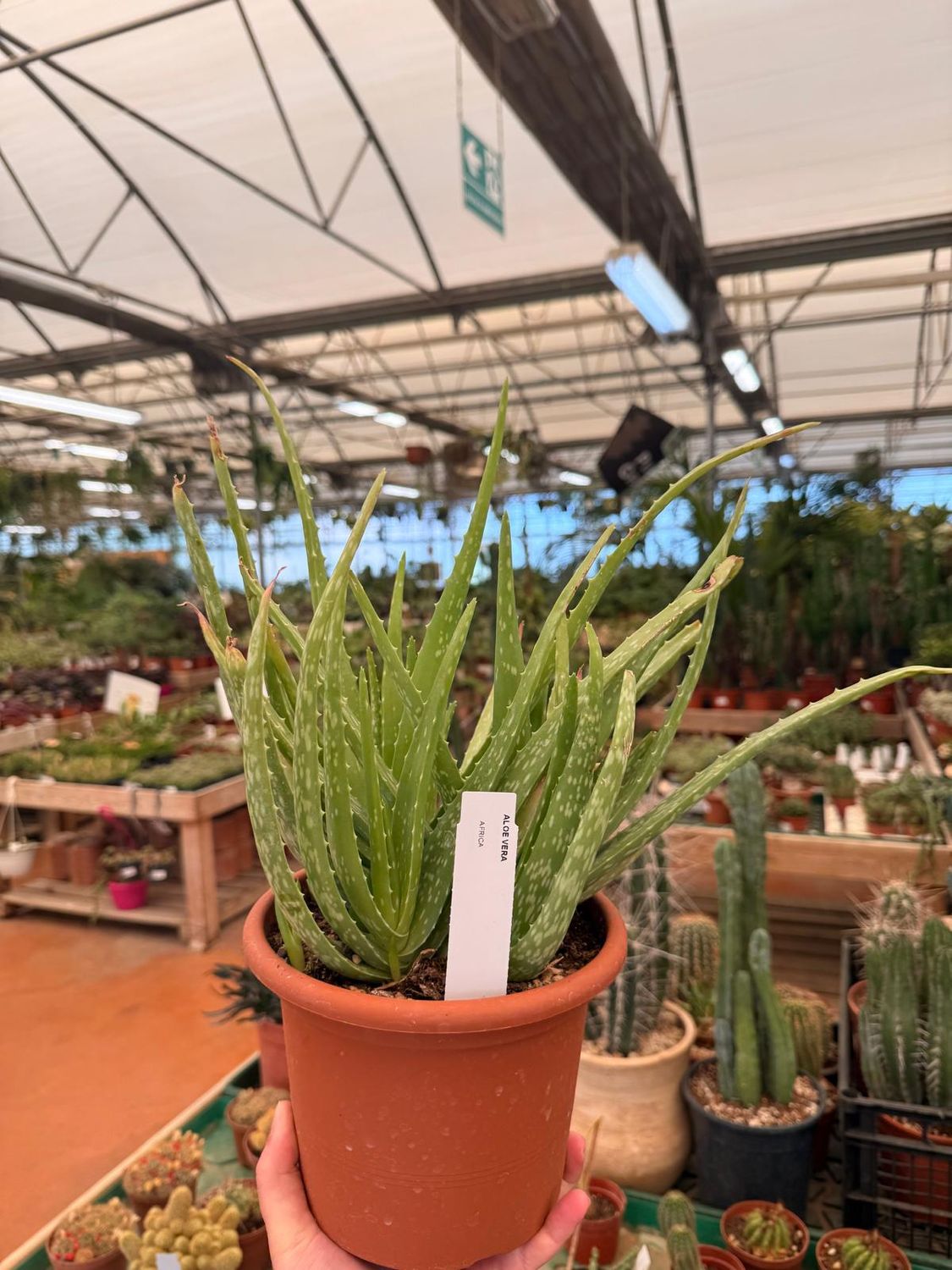 Aloe Vera - vaso Ø18 cm