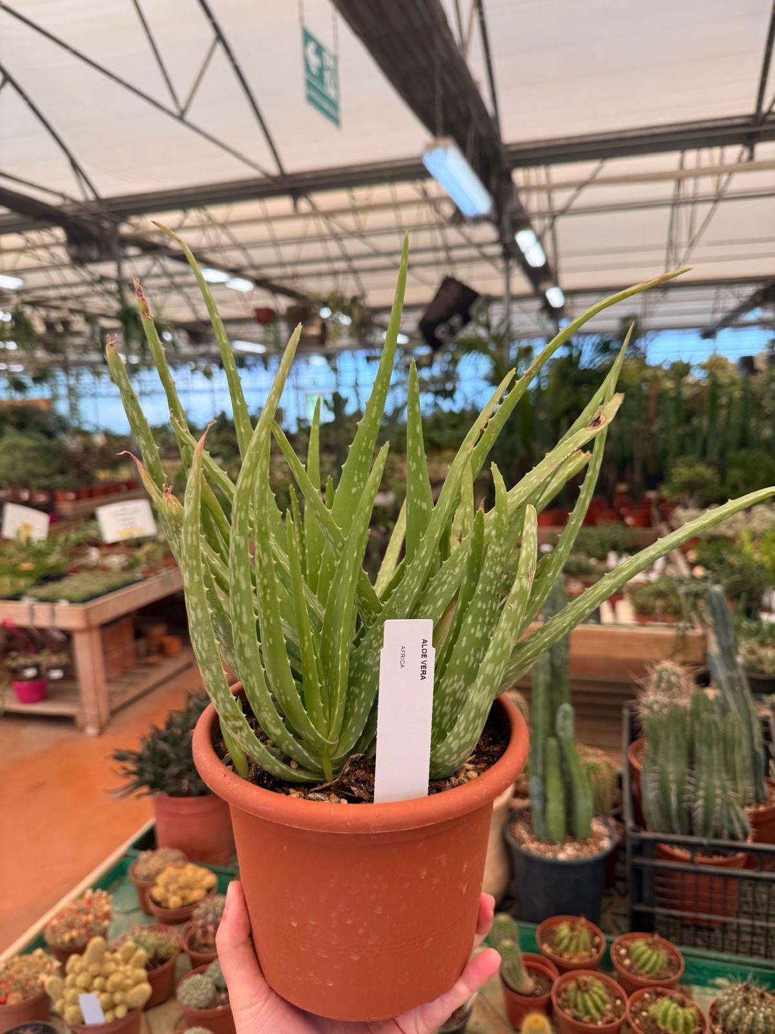 Aloe Vera - vaso Ø17 cm Aloe Vera - vaso Ø17 cm