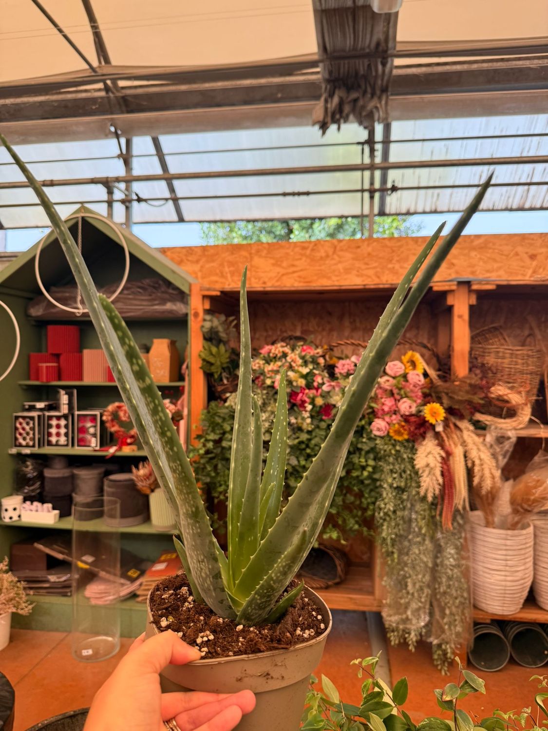 Aloe Vera - vaso Ø17 cm