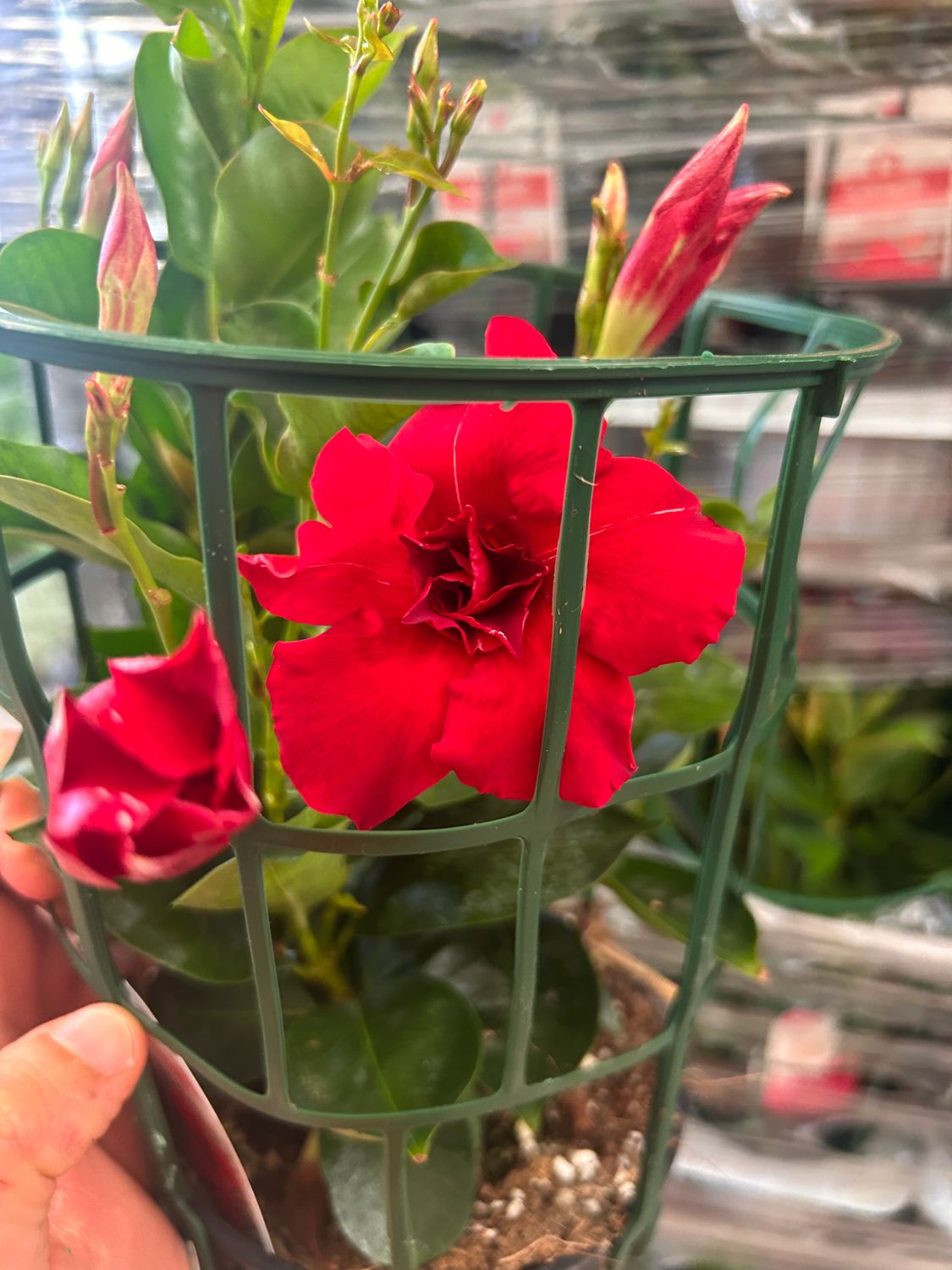 Dipladenia, Mandevilla sanderi " Double Flower " Fiore doppio  - vaso Ø14 cm